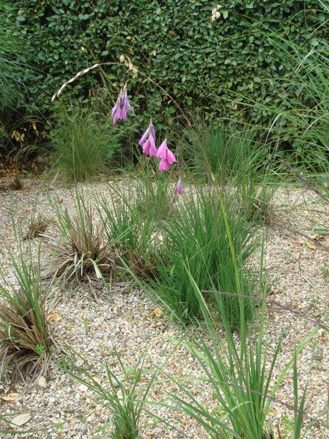Dierama pulcherrima